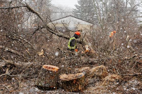 A small crew cuts down trees in the Lemay Forest on Monday morning. (Mike Deal / Free Press)