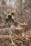 MIKE DEAL / FREE PRESS
                                A small crew cuts down trees in the Lemay forest on Monday. The Manitoba Municipal Board has upheld the City of Winnipeg decision to reject a controversial development for the privately owned land.