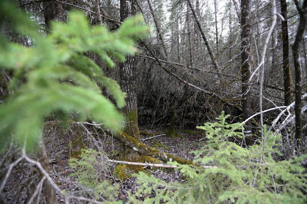 TREVOR HAGAN / FREE PRESS FILES
Fire restrictions include Whiteshell Provincial Park.