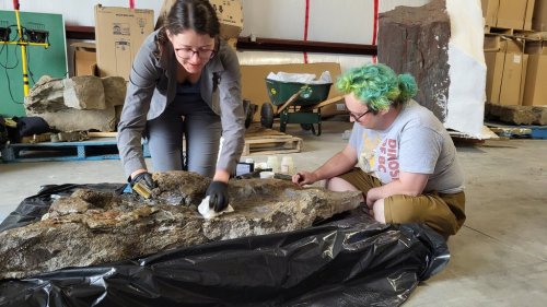 Royal BC Museum fossil preparator Calla Scott, left, and former University of Victoria MSc student Teague Dickson apply consolidants to the type specimen of Ruopodosaurus before making a silicone mould in August 2024. THE CANADIAN PRESS/HO Royal BC Museum **MANDATORY CREDIT**