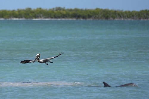A brown pelican hunts mullet in tandem with a dolphin in Florida Bay, part of the Everglades ecosystem, near Islamorada, Fla., during a media visit organized by The Everglades Foundation, Monday, April 7, 2025. (AP Photo/Rebecca Blackwell)
