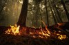 A hot spot from the Lower East Adams Lake wildfire burns in Scotch Creek, B.C., on Aug. 20, 2023. THE CANADIAN PRESS/Darryl Dyck