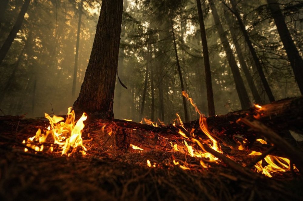 A hot spot from the Lower East Adams Lake wildfire burns in Scotch Creek, B.C., on Aug. 20, 2023. THE CANADIAN PRESS/Darryl Dyck