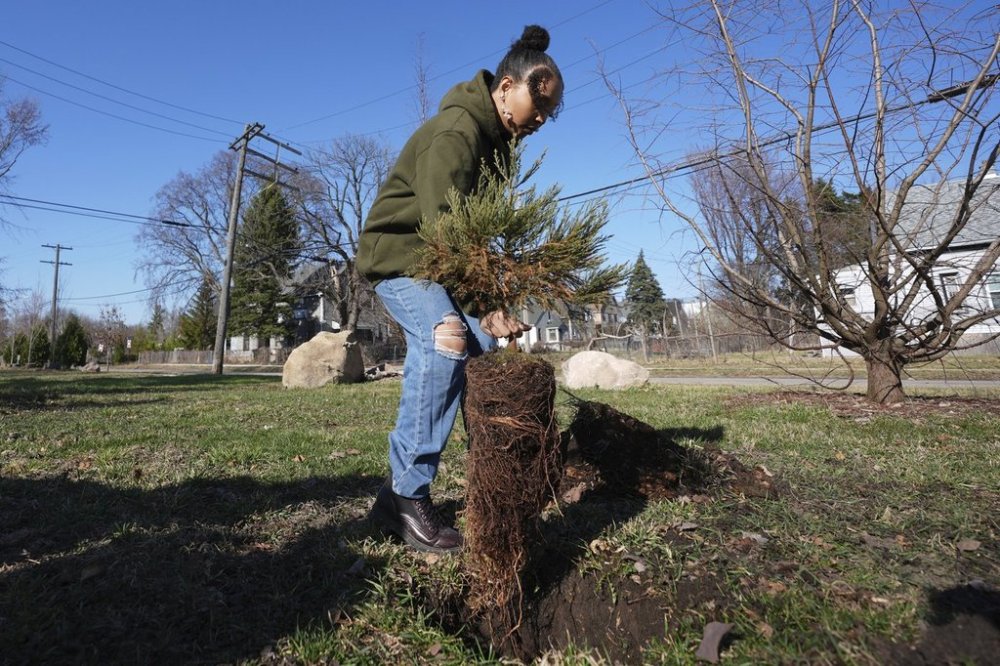 Gianna Holliday carries a sequoia tree seedling to plant in Detroit, Friday, March 21, 2025. (AP Photo/Paul Sancya)