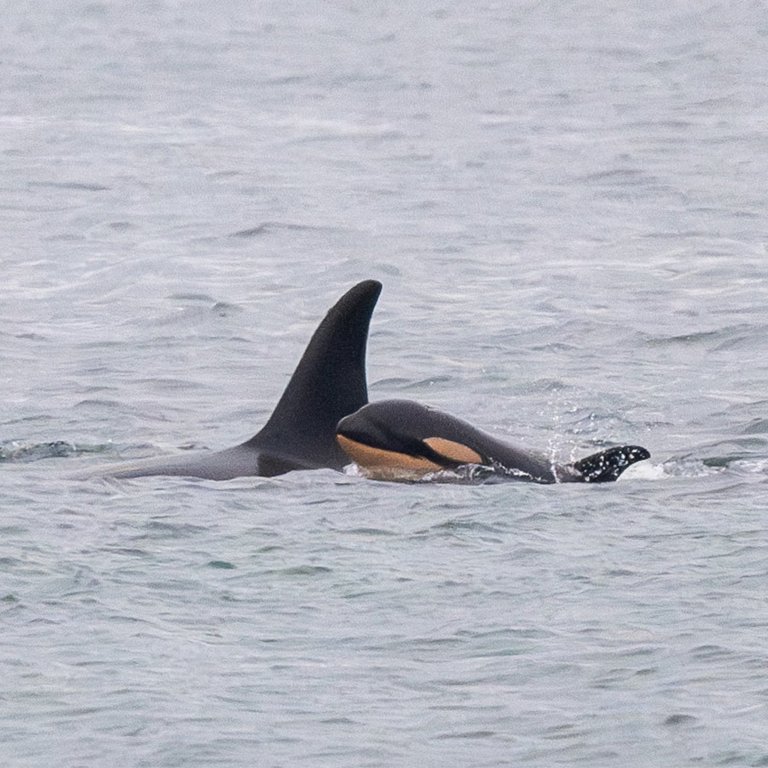 A killer whale calf is shown traveling with her mother, J35, also known as Tahlequah, in the Puget Sound area in this December 2024 handout photo. The Centre for Whale Research says one of its field biologists has spotted a new calf in a pod of endangered killer whales off British Columbia's south coast. The Washington-based centre says in a Facebook post that biologist Mark Malleson encountered J-pod, part of the larger population of southern resident killer whales, as the orcas swam west past Victoria Harbour on Sunday. THE CANADIAN PRESS/HO-Center For Whale Research-Maya Sears **MANDATORY CREDIT**