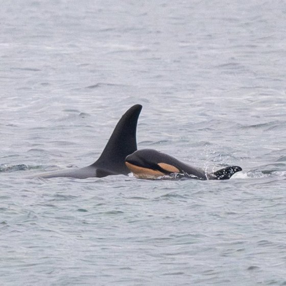 A killer whale calf is shown travelling with her mother, J35, also known as Tahlequah, in the Puget Sound area in December 2024. (Supplied / Center For Whale Research-Maya Sears / The Canadian Press)