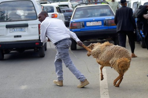 A trader pulls a sheep to sell in a street market a day before Ethiopian Orthodox Christians celebrate Easter Sunday,in Addis Ababa, Ethiopia Saturday, April 19, 2025. (AP Photo)