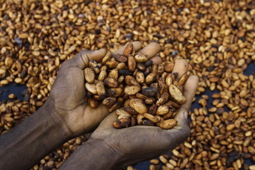 FILE - Sylvain N'goran, who has been a cocoa farmer for the past 17 years, holds cocoa beans in his hands in the village of Bocanda, north of Abidjan, Ivory Coast, Oct. 24, 2022. (AP Photo/Diomande Bleblonde, File)