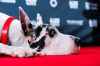 Bing lies down as he arrives on the red carpet for the film