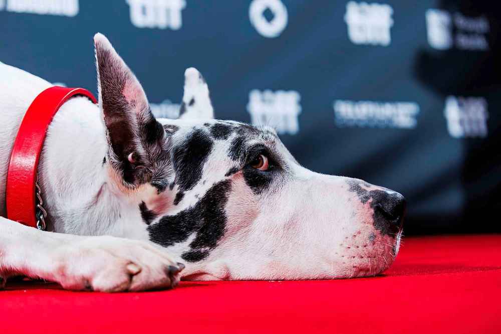 Bing lies down as he arrives on the red carpet for the film