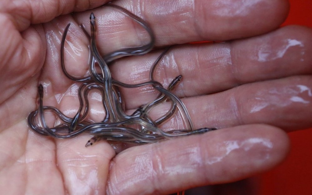 Baby eels, also known as elvers, are held in Brewer, Maine, on May 25, 2017. THE CANADIAN PRESS/AP, Robert F. Bukaty