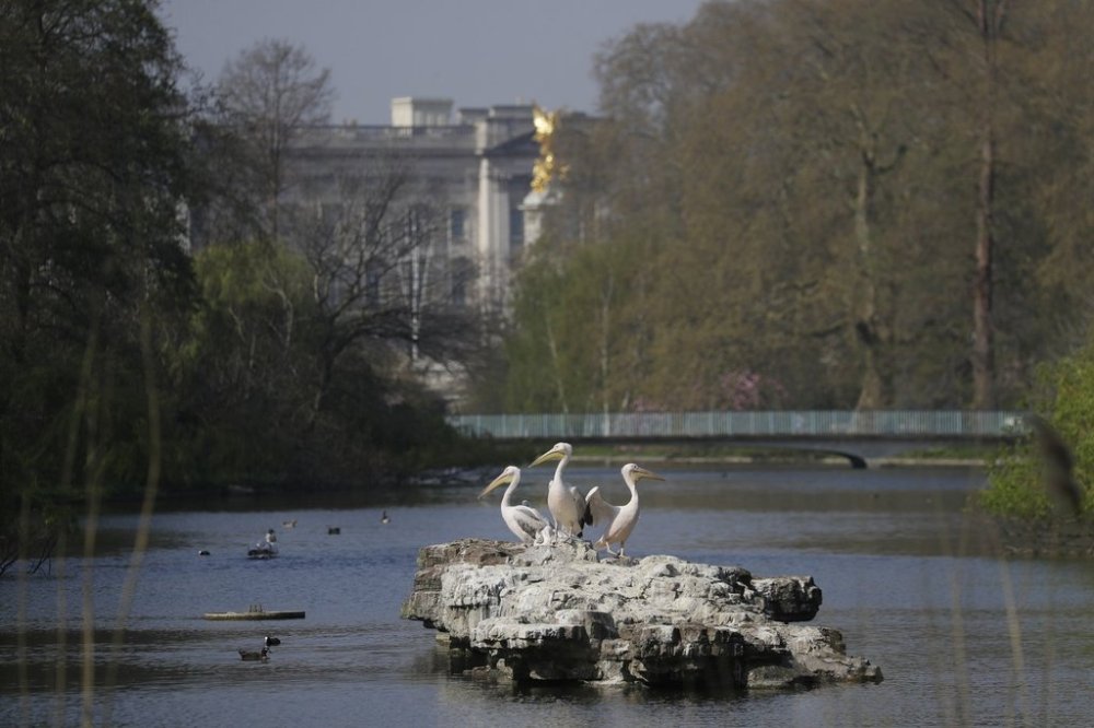 FILE - The resident pelicans stand on rocks in the St James's Park Lake with Buckingham Palace and a footbridge that tourists would usually be passing over in the background, amidst the coronavirus lockdown in central London, Thursday, April 9, 2020. (AP Photo/Kirsty Wigglesworth, File)