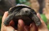 One of the baby tortoises is seen in a screenshot from a Philadelphia Zoo video. (Philadelphia Zoo / YouTube)