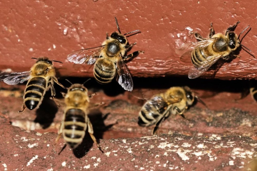 Honey bees are pictured in a beehive in Wehrheim near Frankfurt, Germany, on the