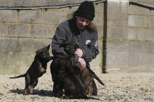 Sean Bly pets her German Shepherd puppies at the Strapestone Kennels in Radstock, England, Wednesday, March 5, 2025 as they will later in life become family protection dogs.(AP Photo/Frank Augstein)