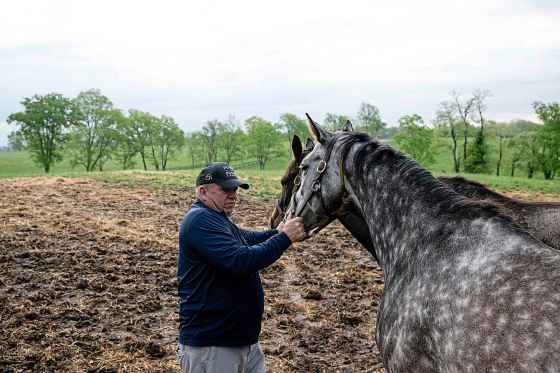 Frank Taylor guides mares away from an open gate in Nicholasville, Ky. (Jon Cherry The Associated Press files)