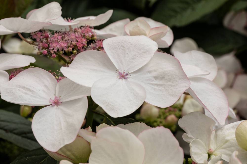 GREEN FUSE BOTANICALS PHOTO
                                Hydrangea Game Changer is the first ever day-neutral Hydrangea macrophylla, which means it blooms earlier and longer than other hydrangeas.