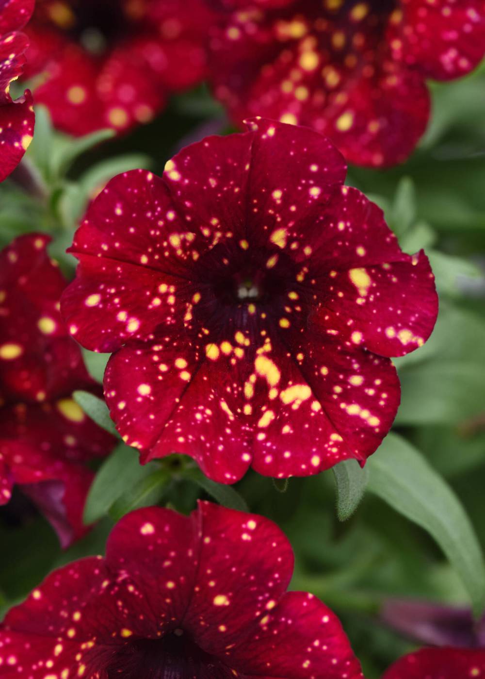 SUPPLIED
                                New for 2025, Petunia Main Stage Burgundy Sky has beautiful mahogany-burgundy petals with yellow polka dots.