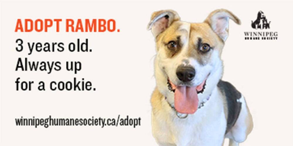 SUPPLIED
Rambo is one of the stars of a new Winnipeg Humane Society billboard ad campaign.