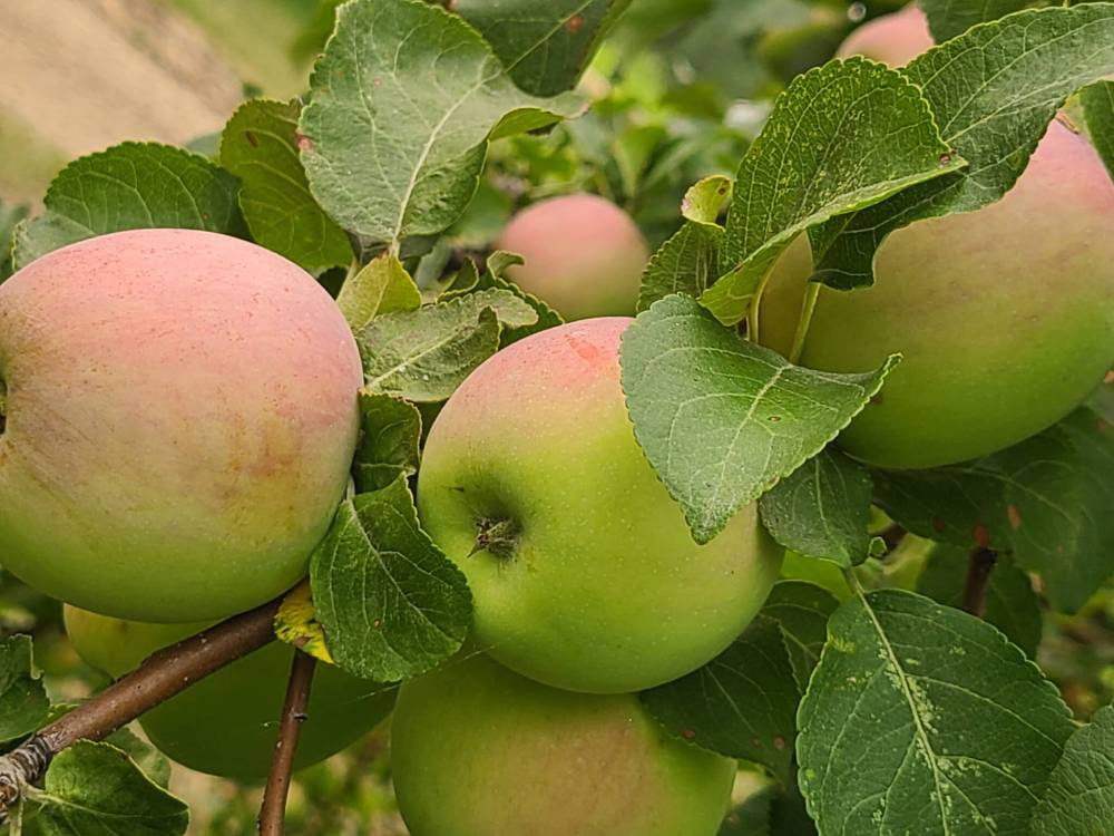 Prairie Gardens Tree Nursery
The Carroll apple was introduced by the Morden Research Station in 1961.