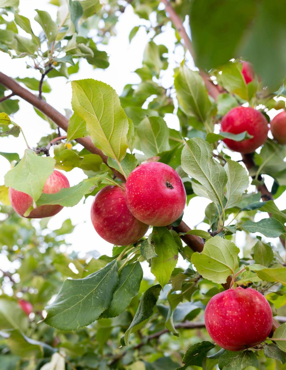 Philip Ronald photo
Kandy Crisp apple, a new introduction from Jeffries Nurseries, is grown on dwarfing rootstock for a compact height but has large, tasty apples.