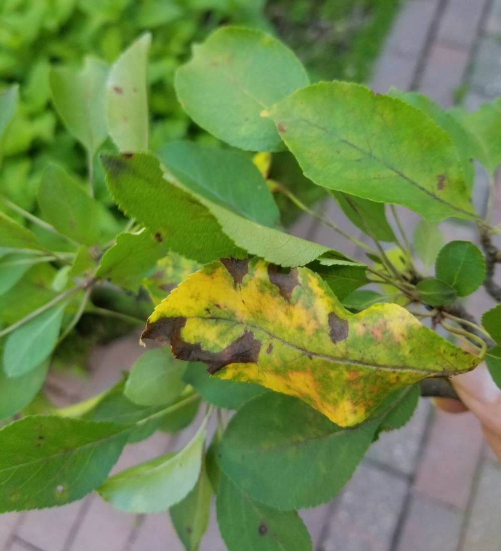 Colleen Zacharias photo
Apple scab can be controlled with strategic pruning and a fungicide application, but be sure to consult an arborist.
