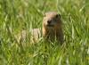 COLIN CORNEAU / BRANDON SUN FILES
                                A March public service report notes the city used poison to control ground squirrels in the past before switching to sulfur gas and then carbon monoxide.