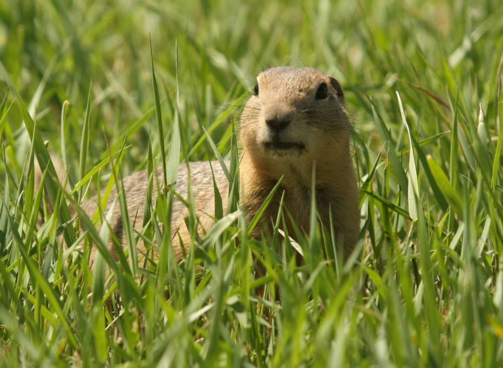 COLIN CORNEAU / BRANDON SUN FILES
A March public service report notes the city used poison to control ground squirrels in the past before switching to sulfur gas and then carbon monoxide.