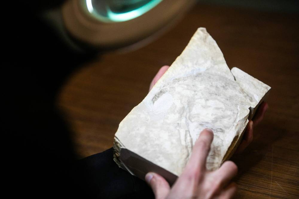 MIKAELA MACKENZIE / FREE PRESS 
                                A eurypterid ‘scorpion’ found in Grand Rapids, Man., represents a new species that has yet to be named.