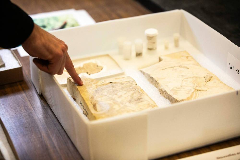 MIKAELA MACKENZIE / FREE PRESS
                                 Moysiuk shows off some of the Manitoba Museum’s collection of fossils.