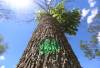 TREVOR HAGAN / FREE PRESS FILES
                                A dying ash tree marked for removal due to the emerald ash borer. The beetle was first detected in Winnipeg in the fall of 2017.