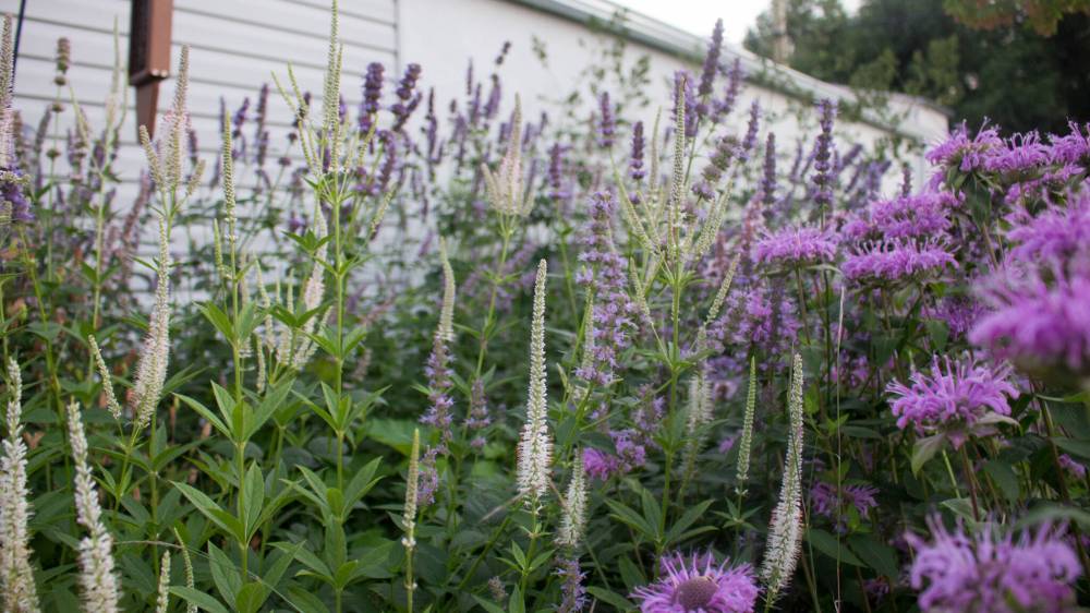 Nik Friesen-Hughes photo 
                                This naturalistic design shows a variety of texture, forms and structure. Plants include Culver’s Root in the foreground, Wild Bergamot on the right and Giant Hyssop in the background.