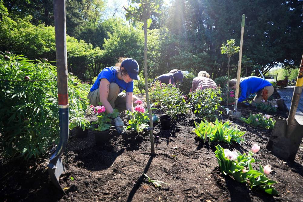 Ruth Bonneville / Free Press
University of Manitoba landscape-architecture student Rachel McKiel (left) and Assiniboine Park Conservancy workers plant annuals in the English Garden.