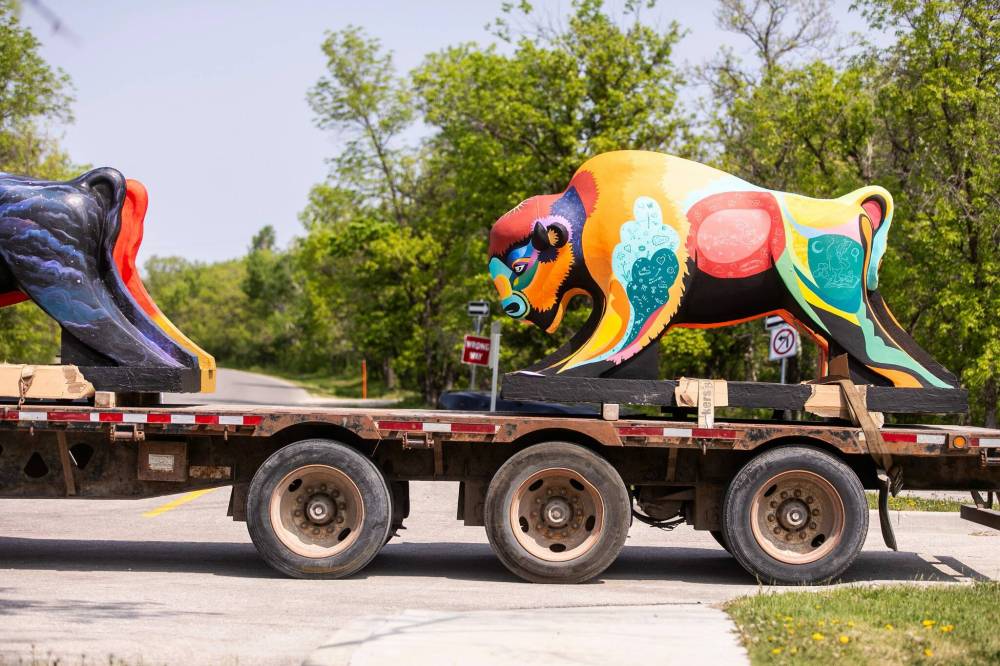 MIKAELA MACKENZIE / FREE PRESS
                                Sculptures are delivered  for placement at the Bison on the Boulevard installation on Roblin Boulevard, Wednesday.