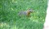 The city initially planned to start using Giant Destroyer to euthanize animals at eight parks and community centre fields on May 20, but the program was delayed due to the wait for a provincial permit. (Matt Goerzen/The Brandon Sun files)