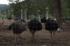 Ostriches are seen at Universal Ostrich Farms in Edgewood, B.C., on May 17. Hundreds of supporters flocked to the farm over the Victoria Day long weekend to protest the Canadian Food Inspection Agency’s order to cull about 400 ostriches. THE CANADIAN PRESS/Aaron Hemens