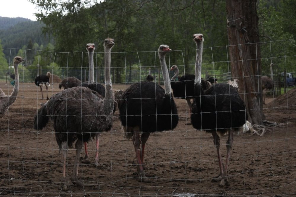 Ostriches are seen at Universal Ostrich Farms in Edgewood, B.C., on May 17. Hundreds of supporters flocked to the farm over the Victoria Day long weekend to protest the Canadian Food Inspection Agency’s order to cull about 400 ostriches. THE CANADIAN PRESS/Aaron Hemens