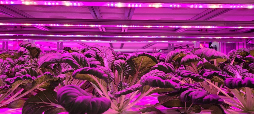 Opaskwayak Cree Nation (OCN) Smart Vertical Farming