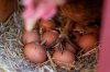 FILE - A hen stands on eggs inside her coop at at a farm in Glenview, Ill., on Friday, Feb. 7, 2025. (AP Photo/Erin Hooley, File)