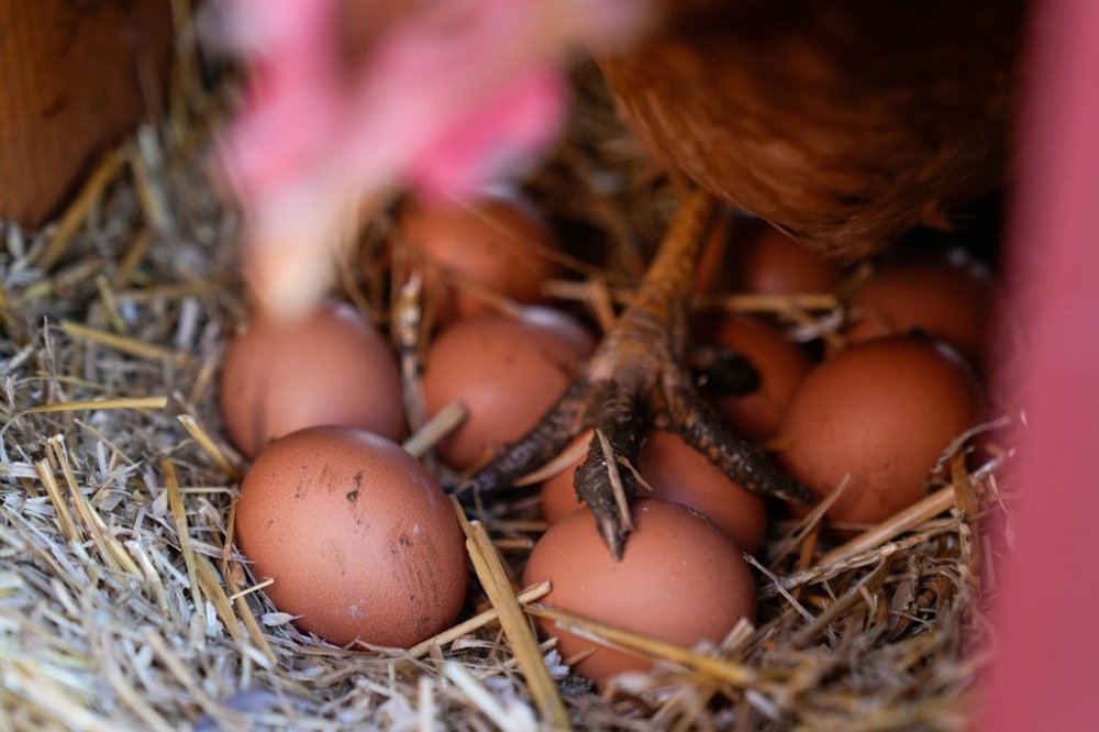 A hen stands on eggs inside her coop at at a farm in Glenview, Ill., on Friday, Feb. 7, 2025. (AP Photo/Erin Hooley, File)