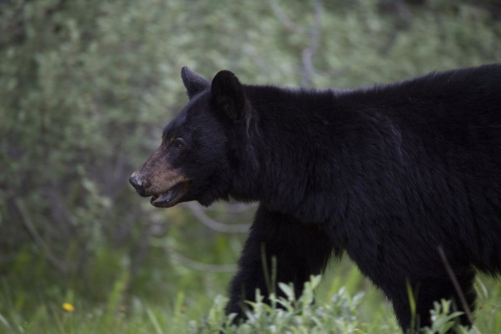 A black bear is seen near Lake Louise, Alta., in June, 2020. THE CANADIAN PRESS/Jonathan Hayward