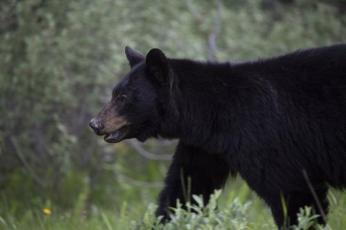 A black bear is seen near Lake Louise, Alta., in June, 2020. THE CANADIAN PRESS/Jonathan Hayward