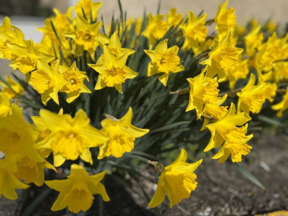 This March 19, 2024, image provided by Jessica Damiano shows daffodils in full bloom. Daffodils are among the flowers least likely to cause seasonal allergy symptoms. (Jessica Damiano via AP)