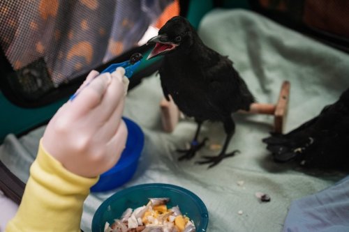 Celina Slaght, a medical volunteer, feeds a fledgling crow at the Wildlife Rescue Association of B.C., in Burnaby, B.C., on Thursday, May 29, 2025. THE CANADIAN PRESS/Darryl Dyck
