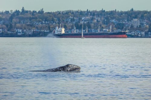 A grey whale known as Little Patch is shown along the shores of West Vancouver, B.C., in this April 9, 2025, handout photo. THE CANADIAN PRESS/HO, Frank Lin *MANDATORY CREDIT*