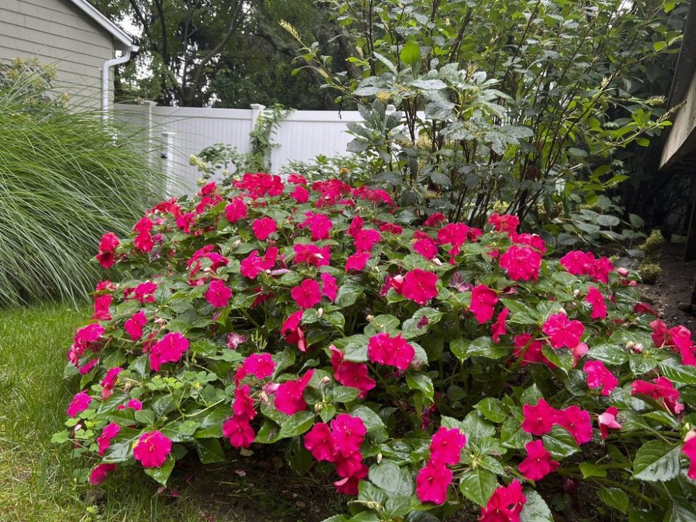 This August 25, 2023, image provided by Jessica Damiano shows a bed of blooming impatiens on Long Island, N.Y. (Jessica Damiano via AP)