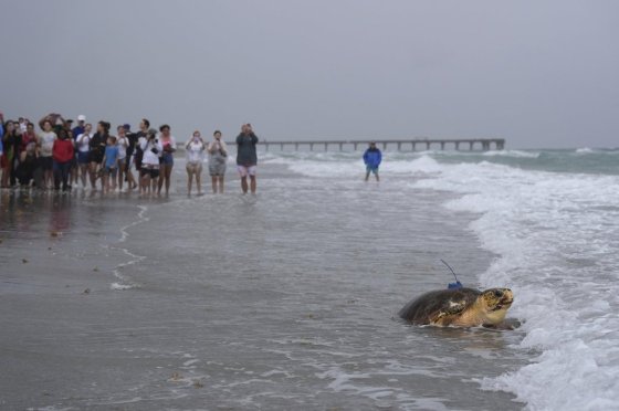 An adolescent loggerhead sea turtle named Dilly-Dally crawls into the Atlantic Ocean after being released on Wednesday. (Rebecca Blackwell / The Associated Press)