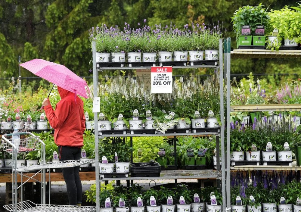 A person shops at Sheridan Nurseries in the rainy weather in Mississauga, Ont., on Thursday, May 22, 2025. Ontario has seen well below seasonal temperatures. THE CANADIAN PRESS/Nathan Denette