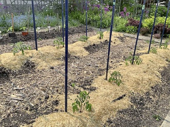 Tomato seedlings planted with a layer of mulch. (Lenore Linton)
