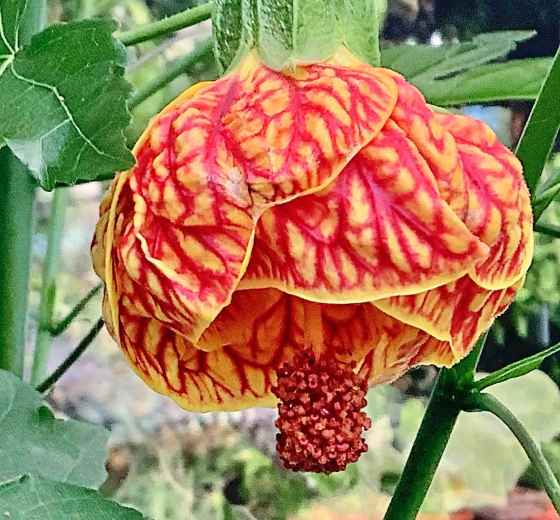 Flowering Maple (Gwen Beam)